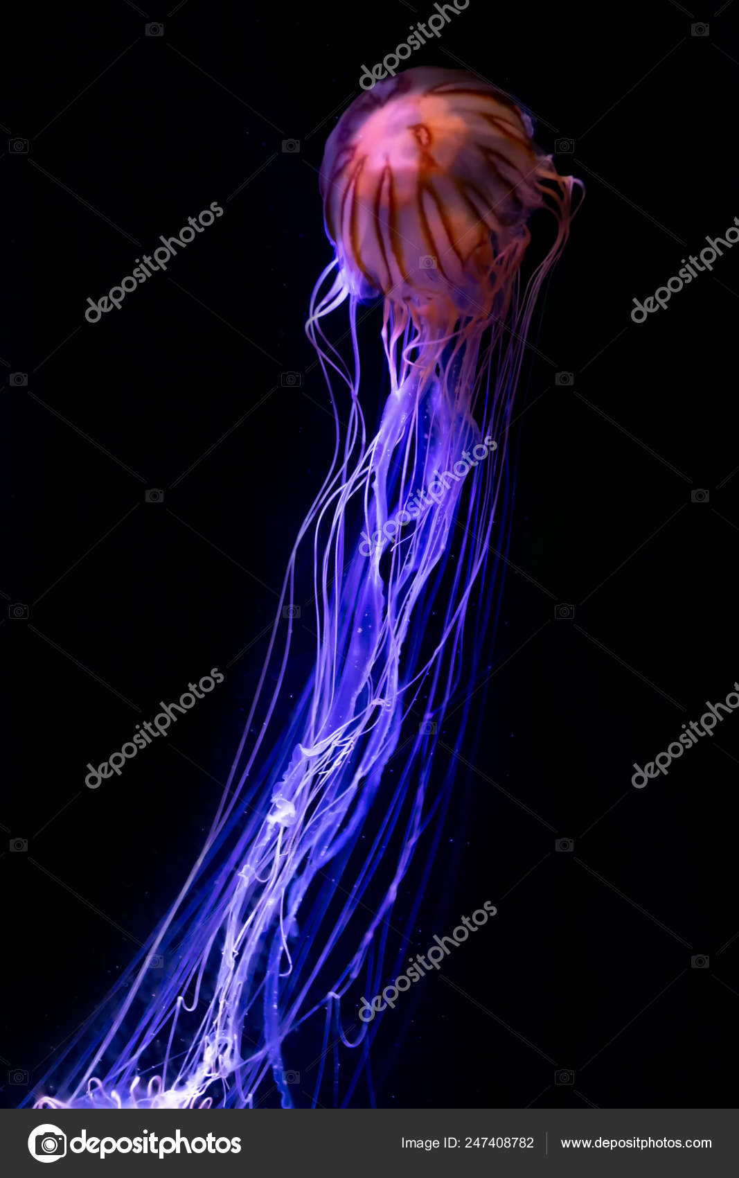 Close Jellyfish Medusa Fish Tank Neon Light Jellyfish Free Swimming Stock Photo C Ducksmall 247408782