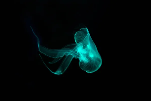 特写水母 水母在鱼缸与霓虹灯 水母是自由游泳的海洋腔肠动物与湿乎乎钟或飞碟形状的身体 通常是透明的 — 图库照片