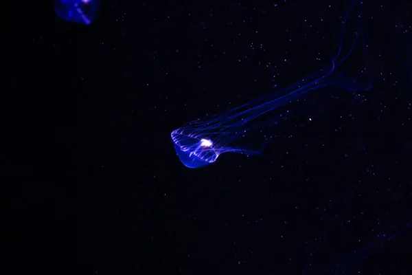 Jellyfish Primer Plano Medusa Pecera Con Luz Neón Las Medusas — Foto de Stock