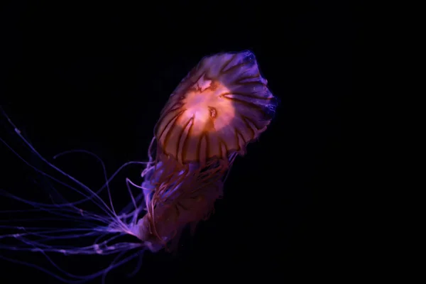 Närbild Maneter Medusa Fisk Tank Med Neonljus Maneter Frisimmande Marina — Stockfoto