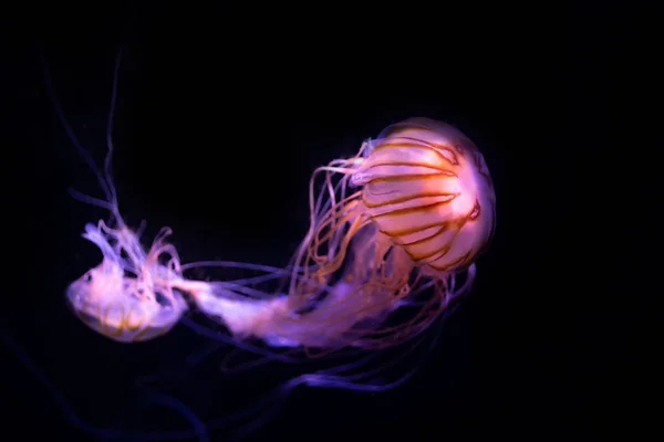 Yakın çekim denizanası, Medusa fish tank neon ışık ile. Denizanası genellikle saydamdır jellylike bell - veya daire biçimli bir vücut ile free-swimming deniz coelenterate olduğunu.