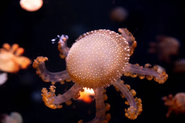 Close Jellyfish Medusa Fish Tank Neon Light Jellyfish Free Swimming — Stock Photo, Image