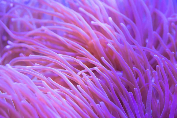 Krásné Moře Květina Podmořského Světa Korály Ryby — Stock fotografie