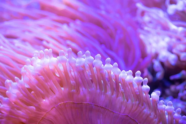 Beautiful sea flower in underwater world with corals  and fish.