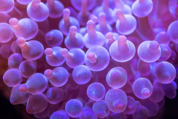 Beautiful Sea Flower Underwater World Corals Fish — Stock Photo, Image