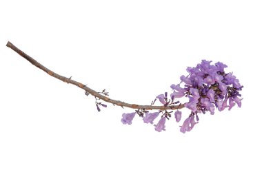 Beyaz arka plan üzerinde mor çiçek, bir tür bir önümüzdeki uç ile izole jakaranda çiçek Güney Amerika yerli.