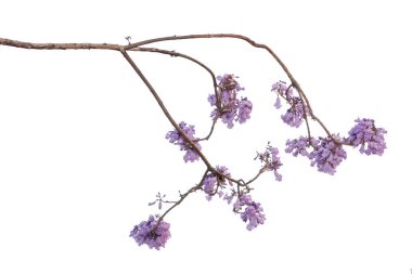 Beyaz arka plan üzerinde mor çiçek, bir tür bir önümüzdeki uç ile izole jakaranda çiçek Güney Amerika yerli.