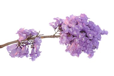 Beyaz arka plan üzerinde mor çiçek, bir tür bir önümüzdeki uç ile izole jakaranda çiçek Güney Amerika yerli.