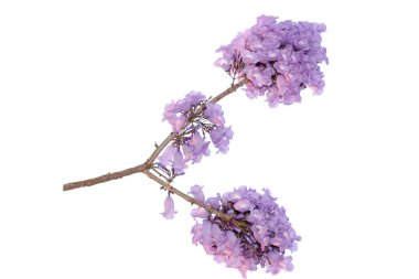 Beyaz arka plan üzerinde mor çiçek, bir tür bir önümüzdeki uç ile izole jakaranda çiçek Güney Amerika yerli.