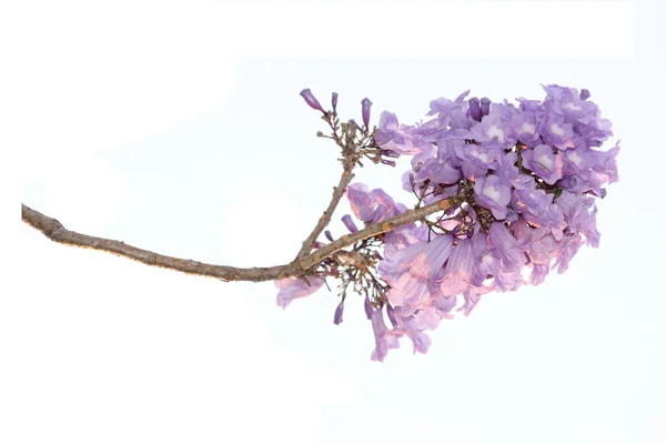Цветок Джакаранда Изолирован Белом Фоне Вид Соцветием Вершине Фиолетового Цветка — стоковое фото