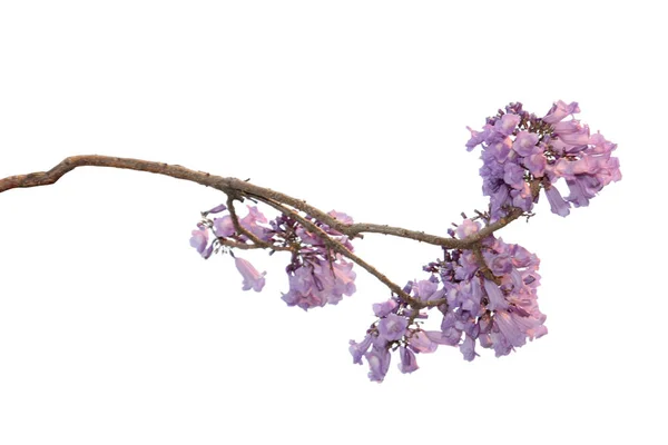 Jacaranda Fleur Isolée Sur Fond Blanc Une Espèce Avec Une — Photo