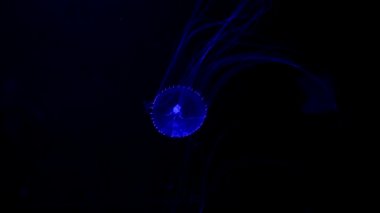 Yakın çekim Denizanası, Medusa neon ışıklı akvaryumda. Denizanası genellikle şeffaf ve batma çadırı olan bir jöle gibi çan veya tabak şeklinde vücut ile serbest yüzen deniz coelenterate olduğunu