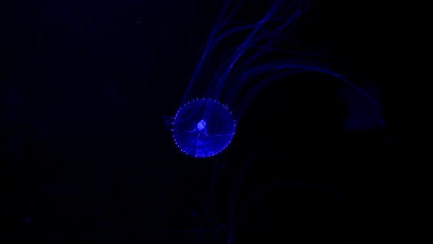 Zbliżenie Jellyfish Medusa Zbiorniku Rybnym Neonowym Światłem Jellyfish Jest Wolny — Wideo stockowe