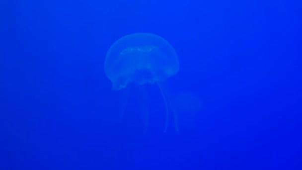 Close Kwallen Medusa Aquarium Met Neon Licht Jellyfish Gratis Zwemmen — Stockvideo