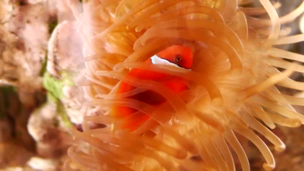 水生の装飾に水族館の美しい魚をクローズ アップ植物の背景 魚の水槽にカラフルな魚 — ストック動画