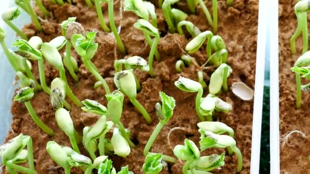 Groente Zaailingen Voor Planten Zaad Testen — Stockvideo