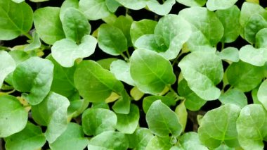 sebze küçük lahanası