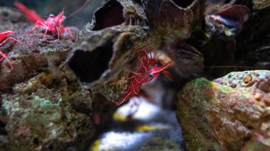 Menteşe-Gaga karides su tankı, güzel küçük karides mi ben