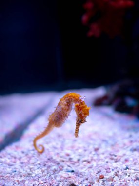 Deniz atı akvaryumda. Bu denizatı sıcak denizler aro yaşamak