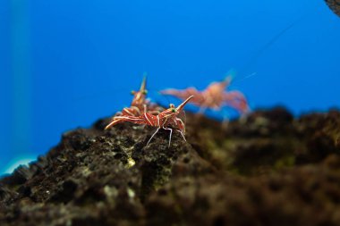 Menteşe-Gaga karides su tankı, güzel küçük karides mi ben