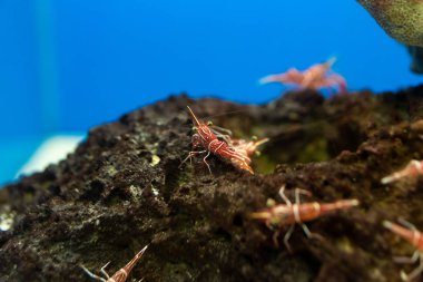 Menteşe-Gaga karides su tankı, güzel küçük karides mi ben