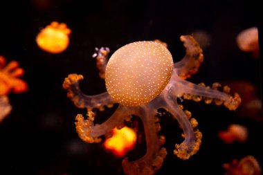 Yakın çekim denizanası, Medusa fish tank neon ışık ile. Jellyfi