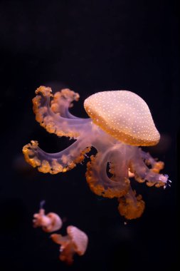 Yakın çekim denizanası, Medusa fish tank neon ışık ile. Jellyfi