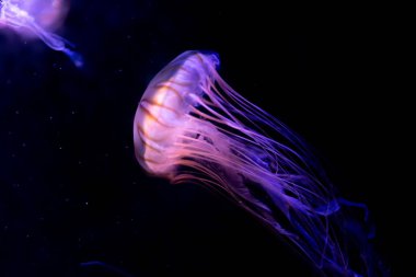 Yakın çekim denizanası, Medusa fish tank neon ışık ile. Jellyfi