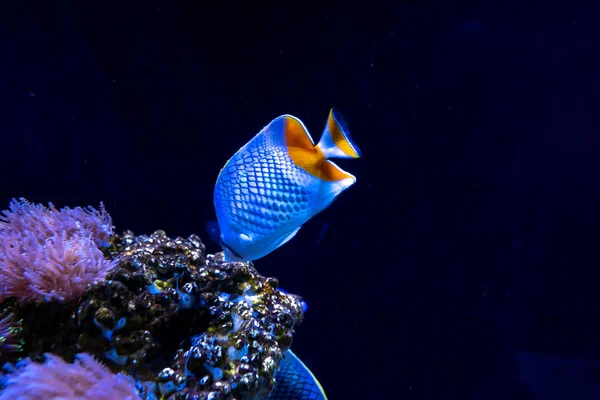 Bei pesci nell'acquario su decorazione di piante acquatiche — Foto Stock