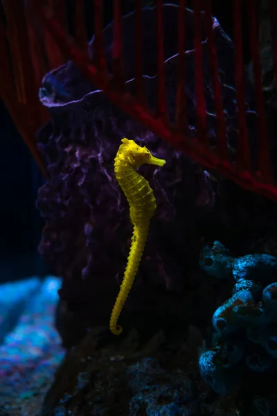 Sea horse in aquarium. These seahorses live in the warm seas aro — Stock Photo, Image