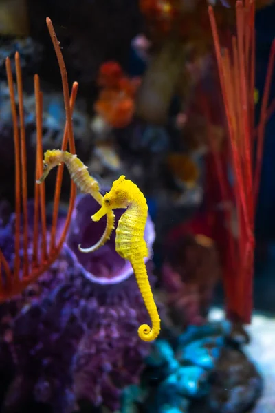 水族馆里的海马。这些海马生活在温暖的海洋中 — 图库照片