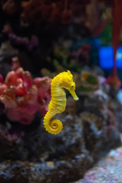 Sea horse in aquarium. These seahorses live in the warm seas aro — Stock Photo, Image