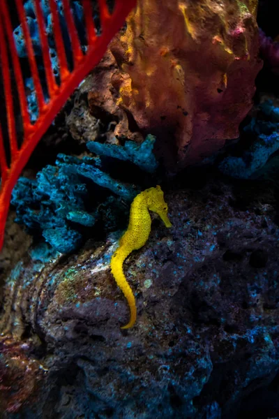 Caballo de mar en acuario. Estos caballitos de mar viven en los mares cálidos aro —  Fotos de Stock