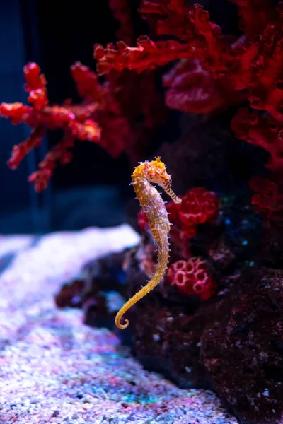 Sea horse in aquarium. These seahorses live in the warm seas aro — Stock Photo, Image