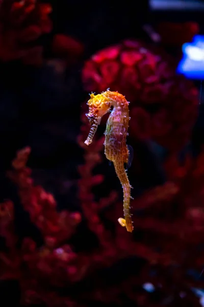 Seepferdchen im Aquarium. Diese Seepferdchen leben in den warmen Meeren — Stockfoto