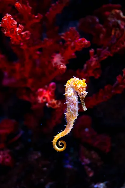 Hippocampe en aquarium. Ces hippocampes vivent dans les mers chaudes aro — Photo