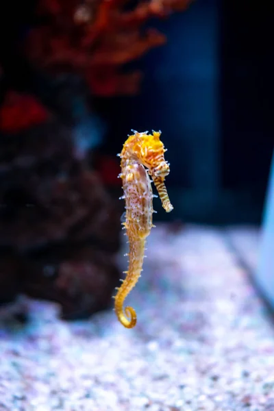 Sea horse in aquarium. These seahorses live in the warm seas aro — Stock Photo, Image