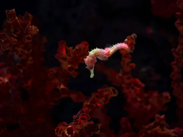 Mořský koník v akváriu. Tyto mořských koníků žít v teplých mořích aro — Stock fotografie