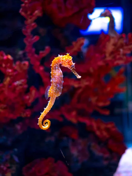 Sea horse in aquarium. These seahorses live in the warm seas aro — Stock Photo, Image