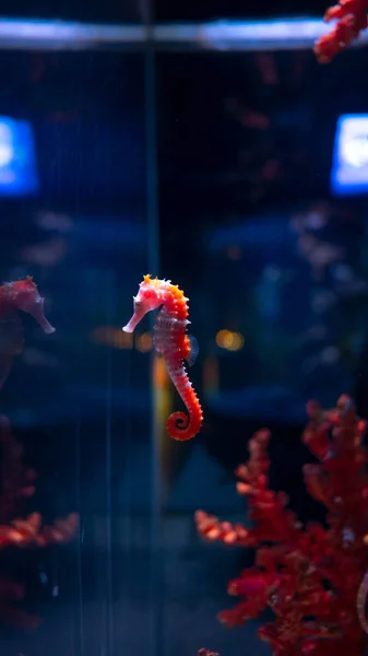 Sea horse in aquarium. These seahorses live in the warm seas aro