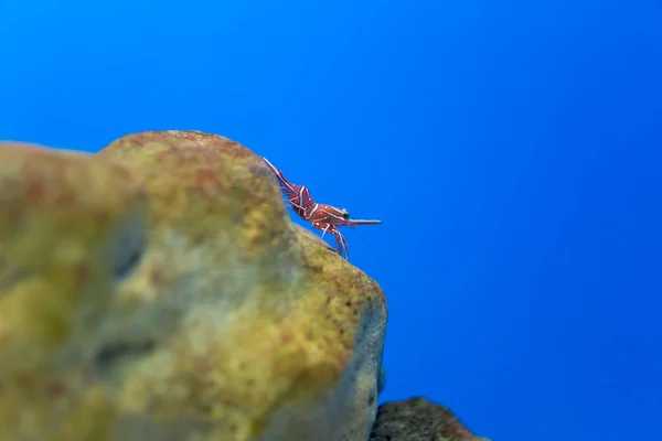 Bisagra- pico de camarones en el tanque de agua, Es hermoso camarones pequeños i —  Fotos de Stock