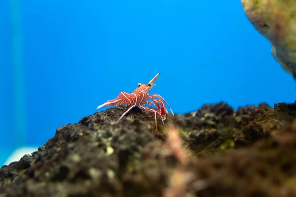 Pant zobák Krevety ve vodní nádrže, je to krásné malé krevety jsem — Stock fotografie
