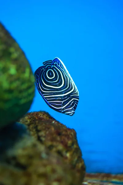 Beaux poissons dans l'aquarium sur la décoration des plantes aquatiques — Photo