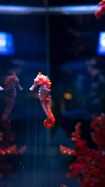 Sea horse in aquarium. These seahorses live in the warm seas aro