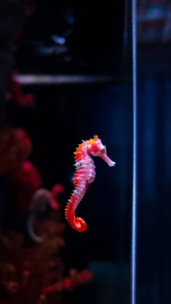 Sea horse in aquarium. These seahorses live in the warm seas aro — Stock Photo, Image