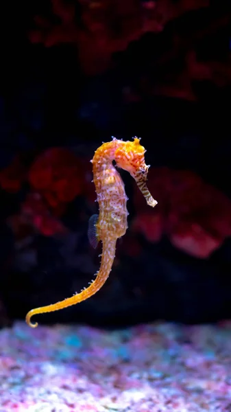 Caballo de mar en acuario. Estos caballitos de mar viven en los mares cálidos aro —  Fotos de Stock