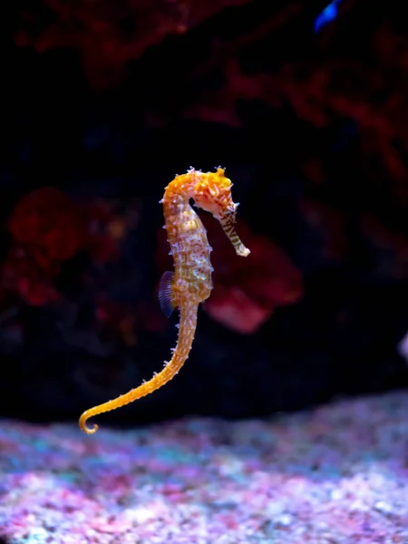 Cavalluccio marino in acquario. Questi cavallucci marini vivono nei mari caldi aro — Foto Stock