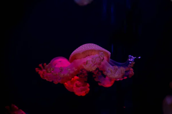 Közeli kép: medúza, medúza akvárium neon fénnyel. Jellyfi — Stock Fotó