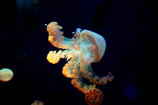 Close-up Jellyfish, Medusa in fish tank with neon light. Jellyfi — Stock Photo, Image