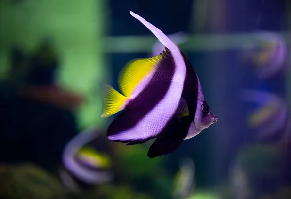 Beautiful fish in the aquarium on decoration  of aquatic plants — Stock Photo, Image